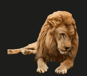 Gif animé lion couché